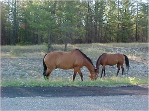 Assategue Horses