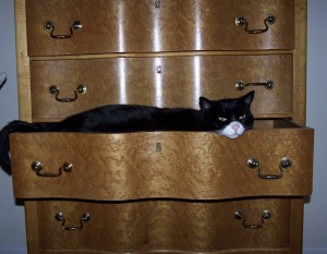 Cat In Drawer