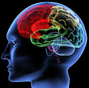 Brain Image 2